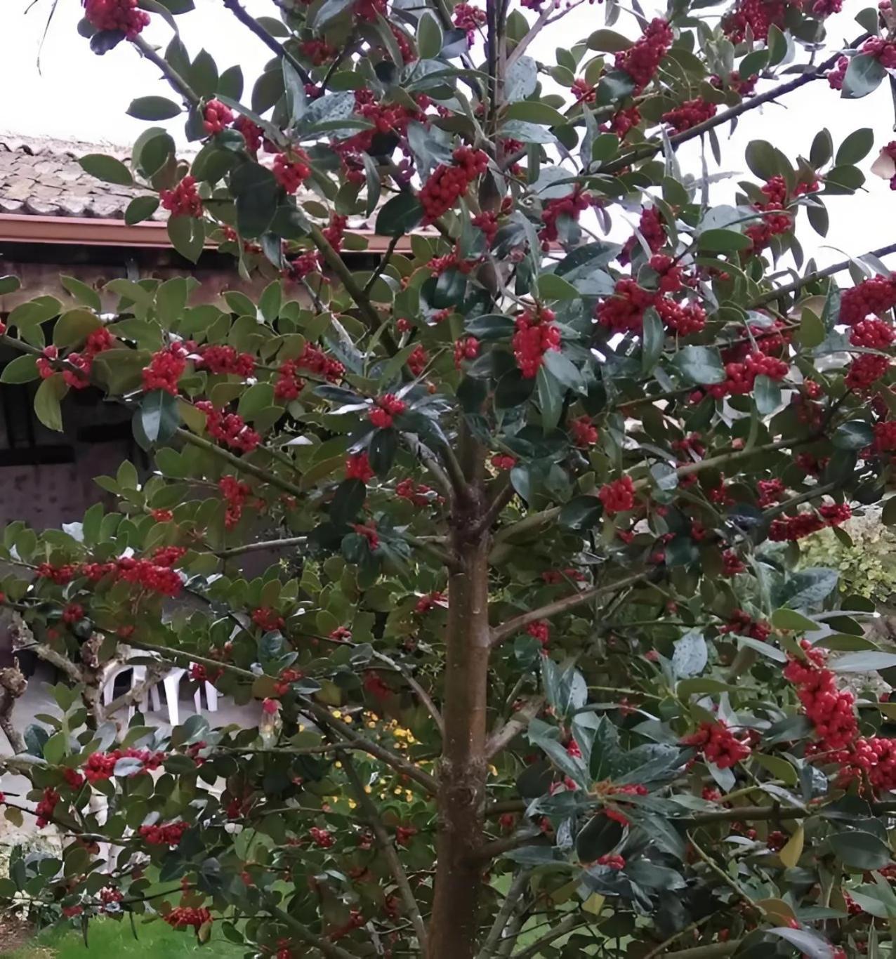 Casa Rural El Fresno Del Abuelo La Cuesta  Εξωτερικό φωτογραφία